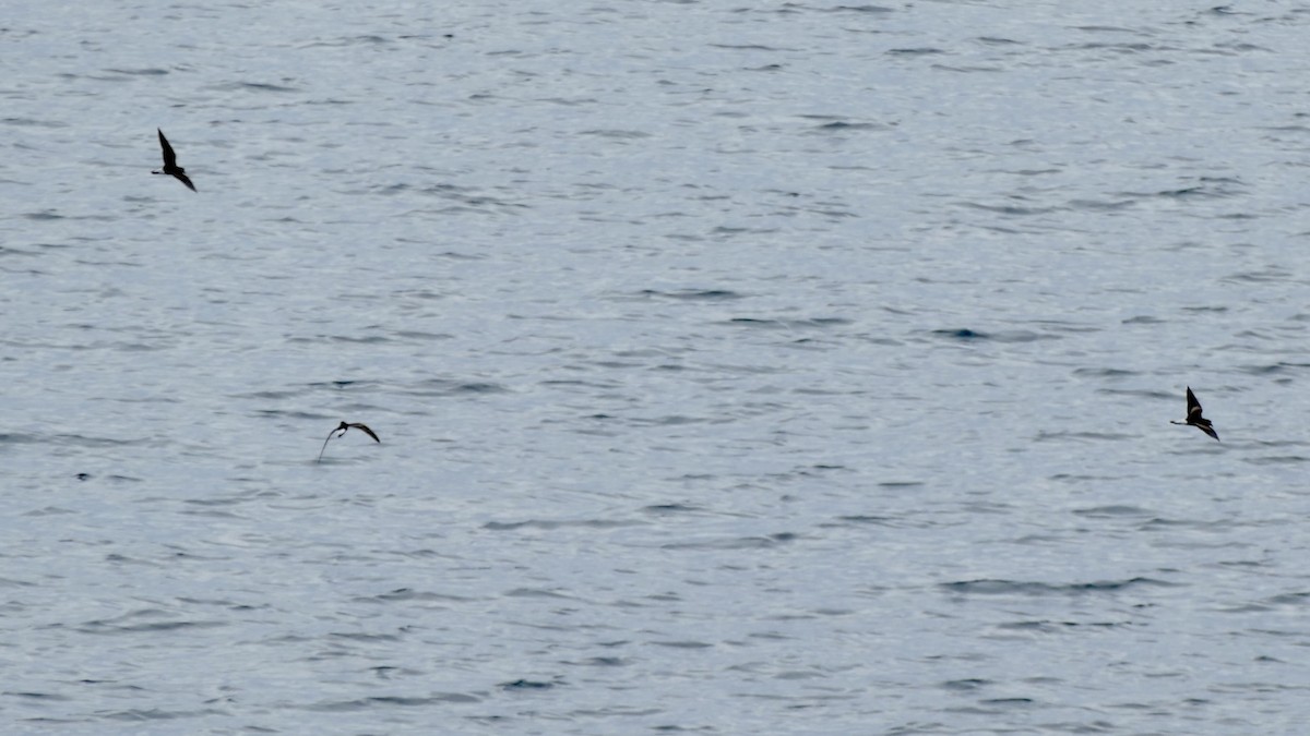 Wedge-rumped Storm-Petrel - ML646227321