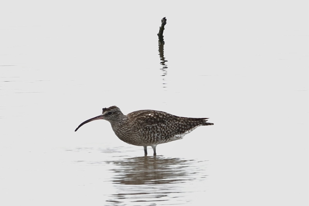 Eurasian Whimbrel (Siberian) - ML646227322