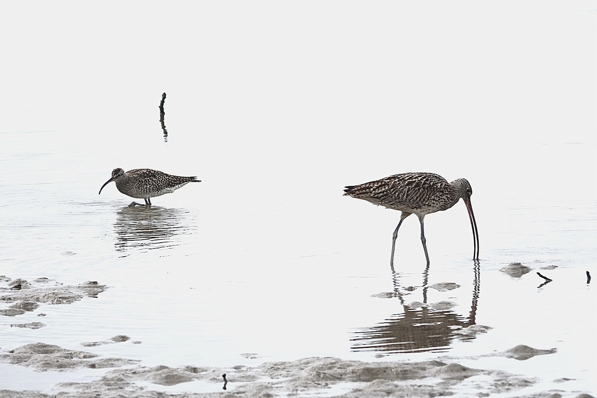 Eurasian Whimbrel (Siberian) - ML646227323