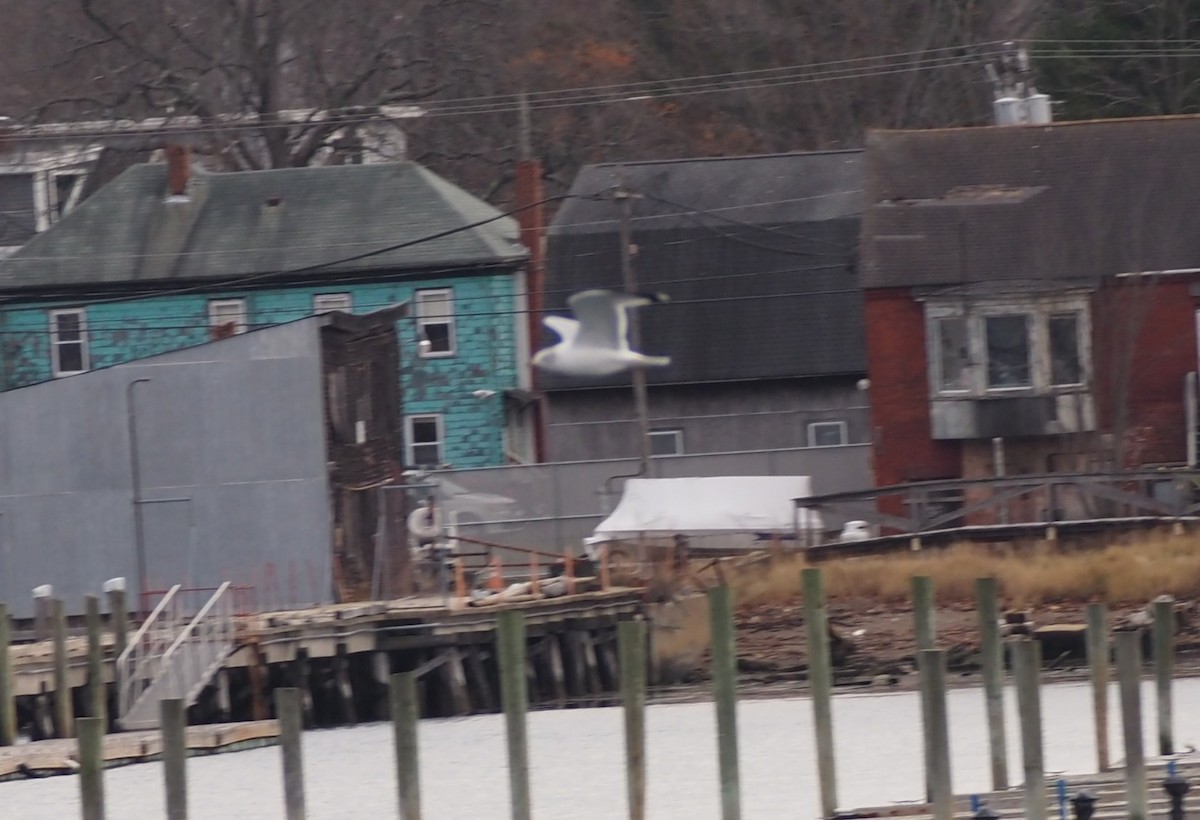 Antxeta hankabeltza - ML646227324