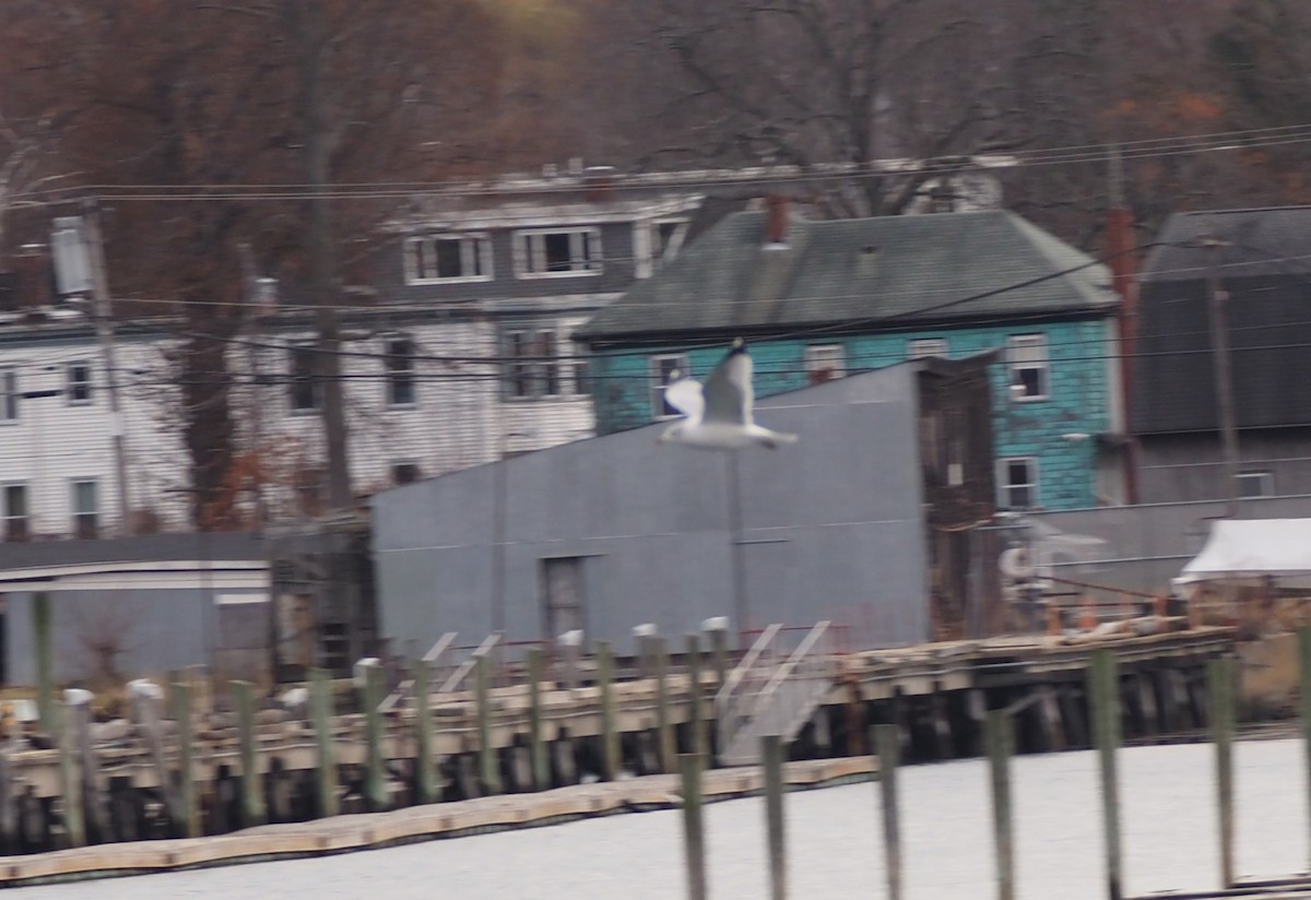 Antxeta hankabeltza - ML646227325