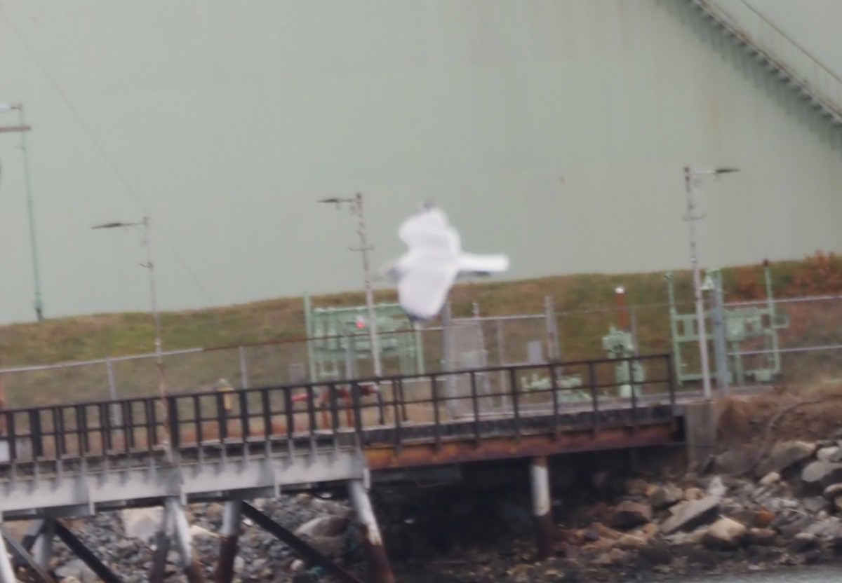 Antxeta hankabeltza - ML646227326