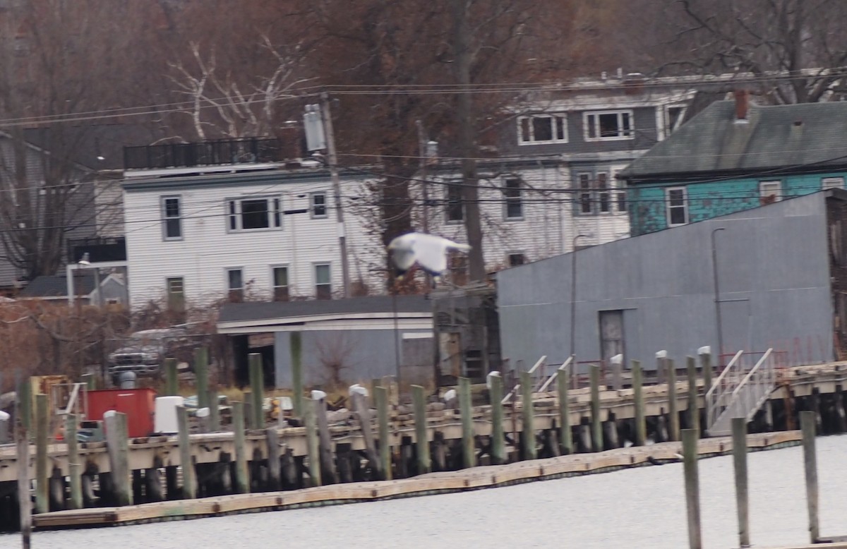 Antxeta hankabeltza - ML646227327