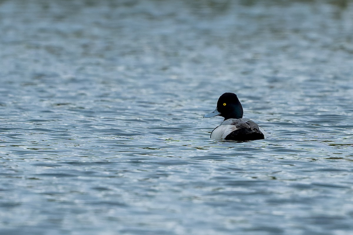 Lesser Scaup - ML646227341