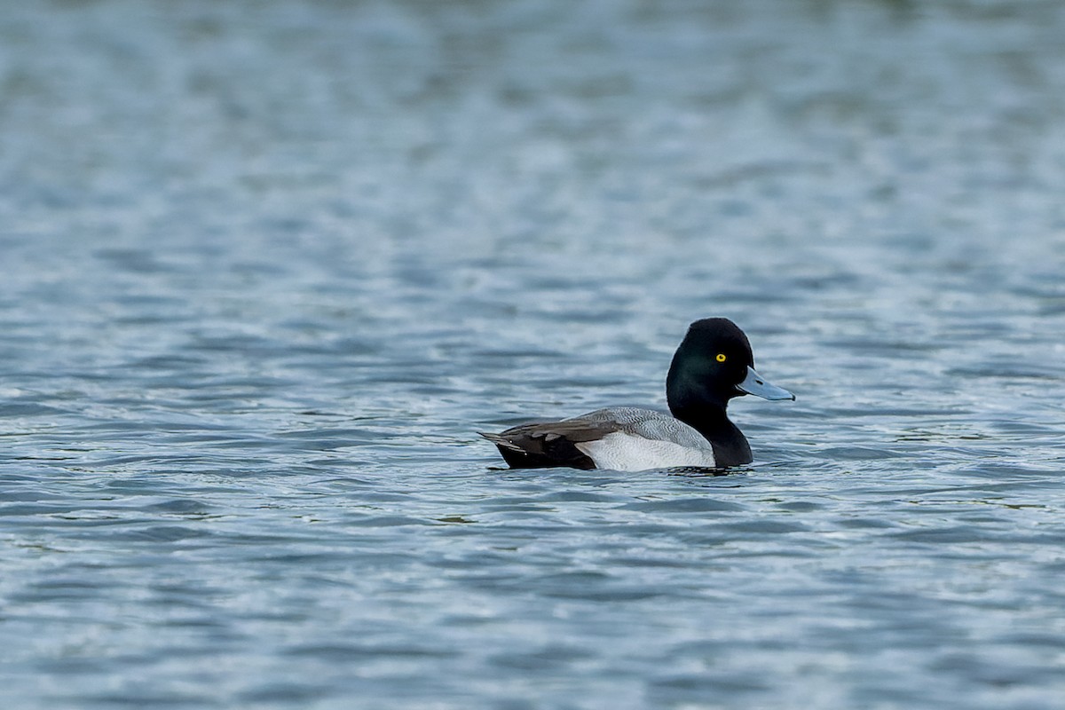 Lesser Scaup - ML646227342
