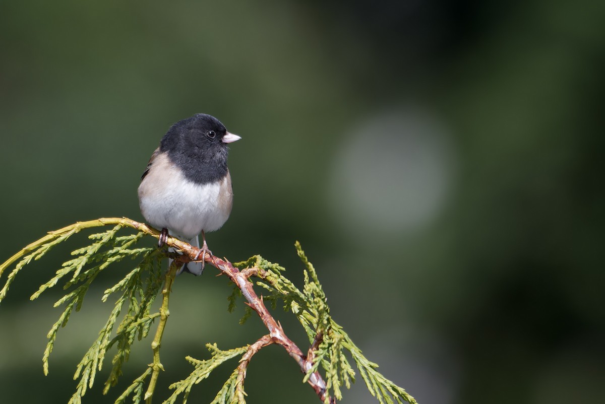 Dark-eyed Junco (Oregon) - ML646227343