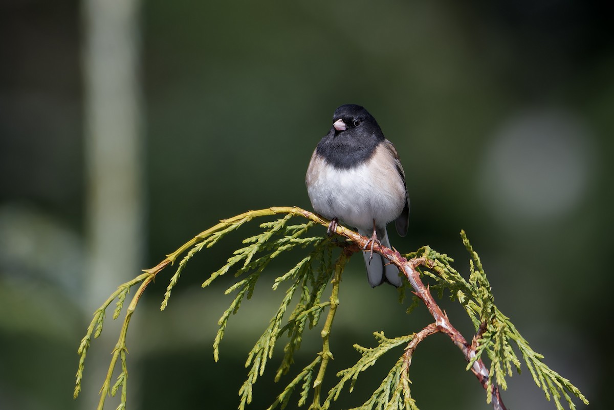 Dark-eyed Junco (Oregon) - ML646227344