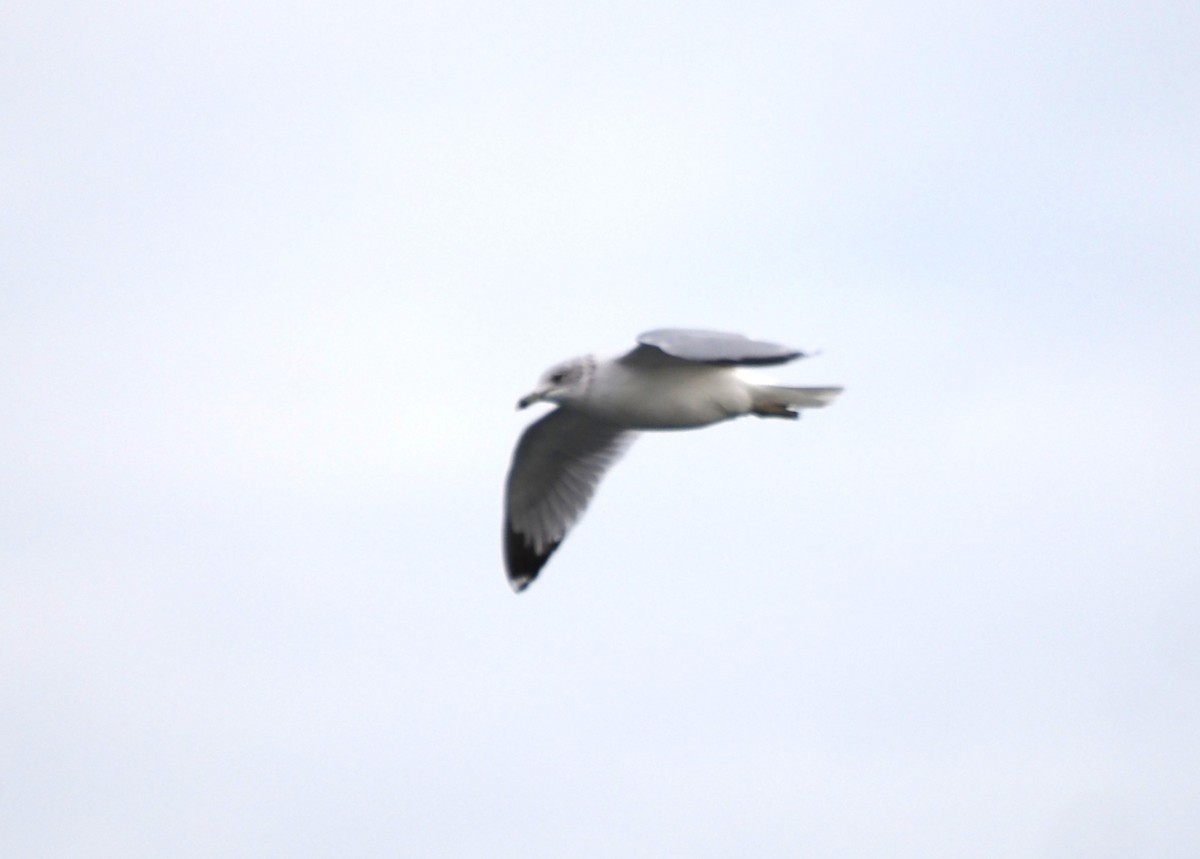 Delawareko kaioa - ML646227345