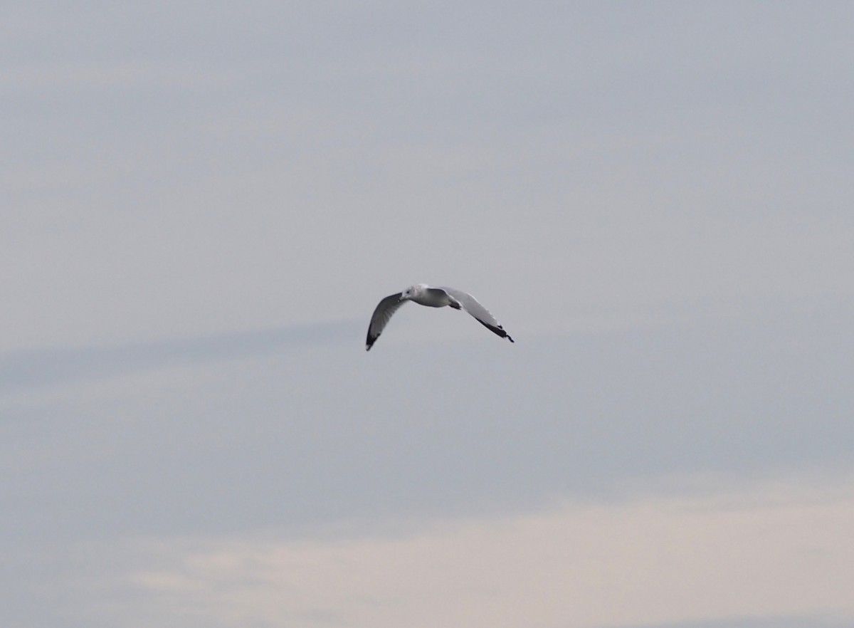 Delawareko kaioa - ML646227346