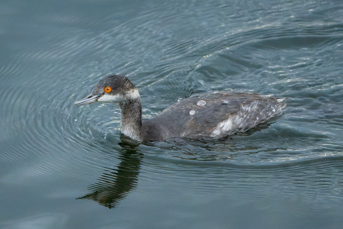Eared Grebe - ML646227349
