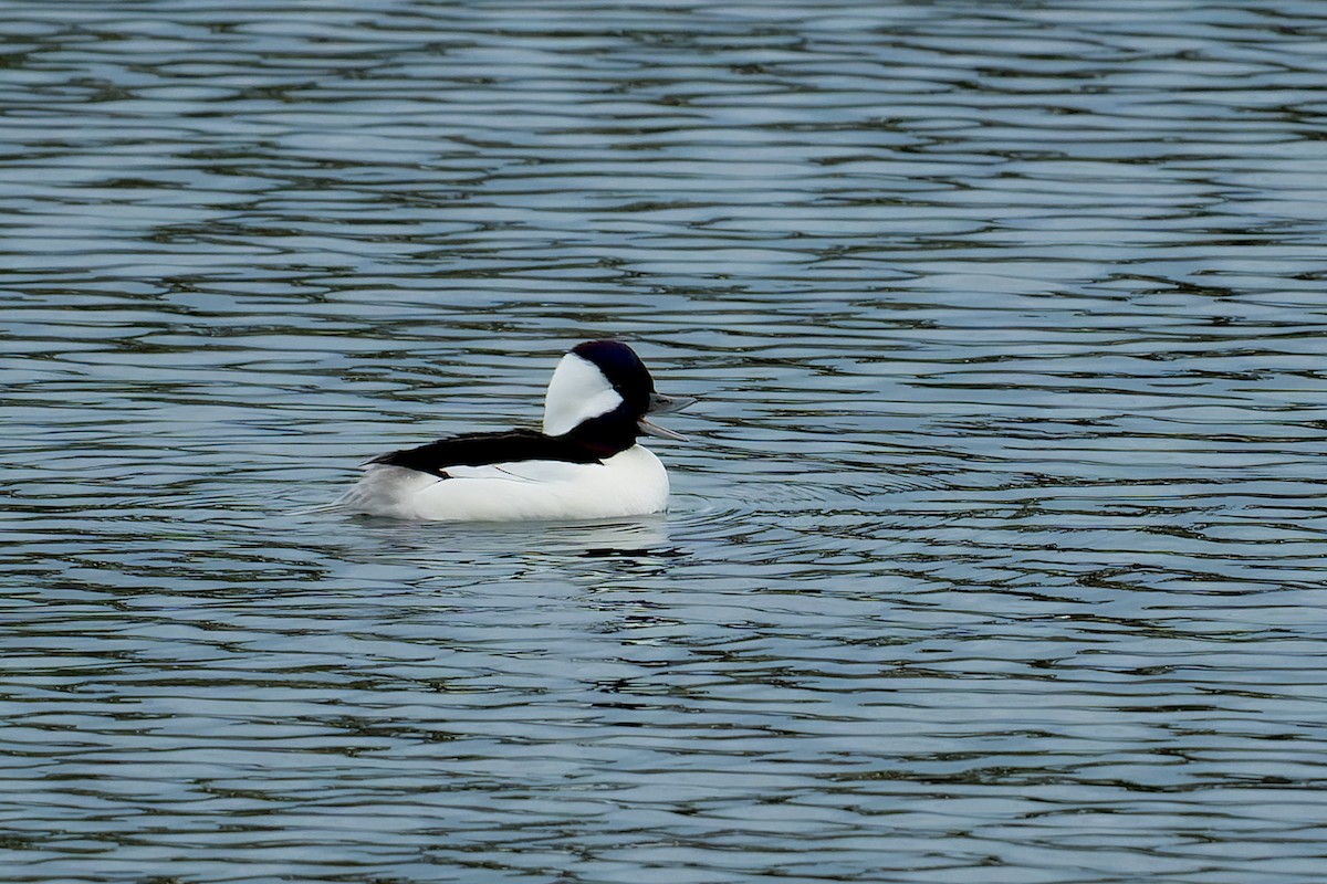 Гоголь-головастик - ML646227355