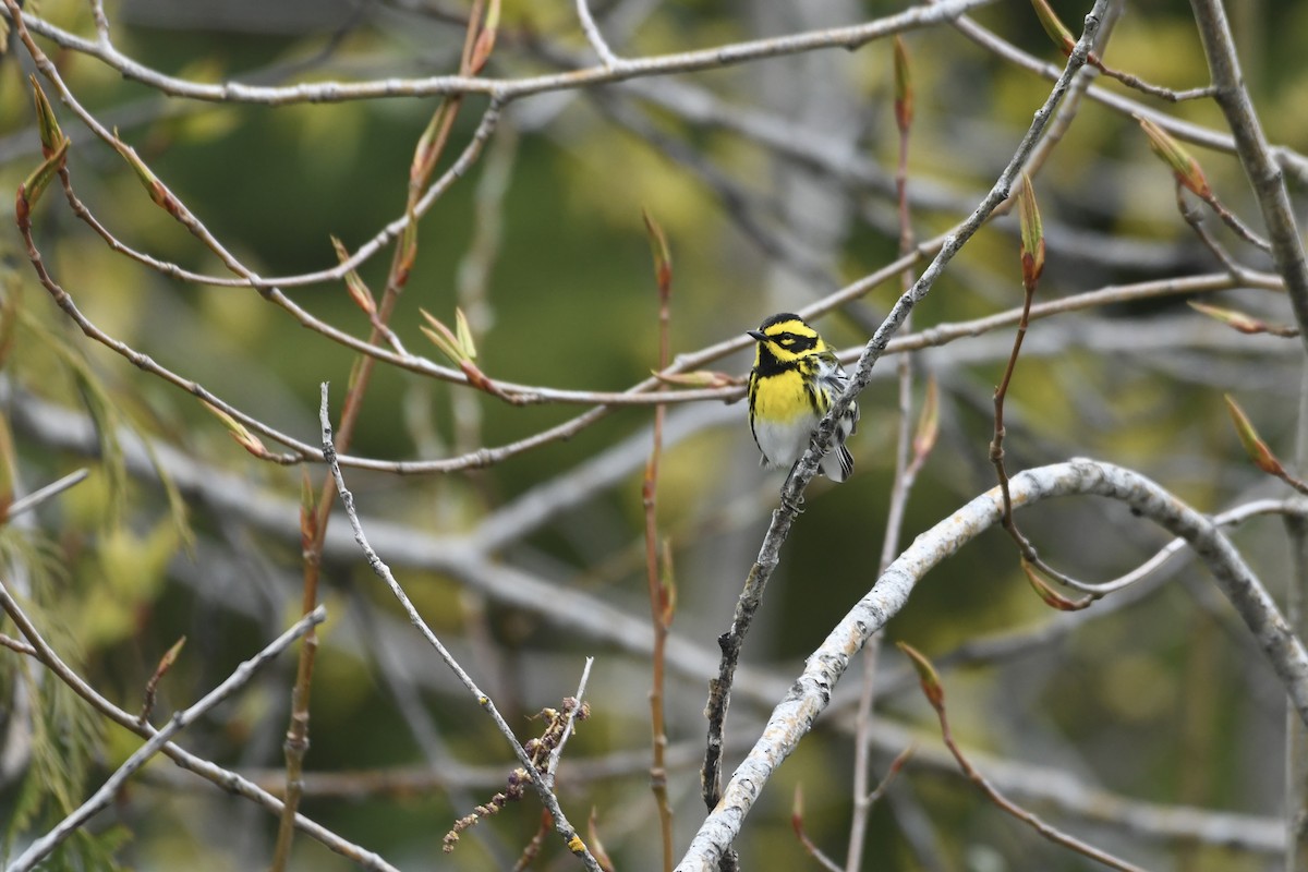 Townsend's Warbler - ML646227361