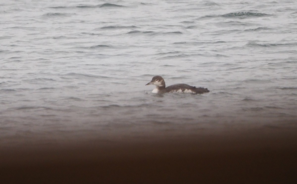 Aliota handia - ML646227365