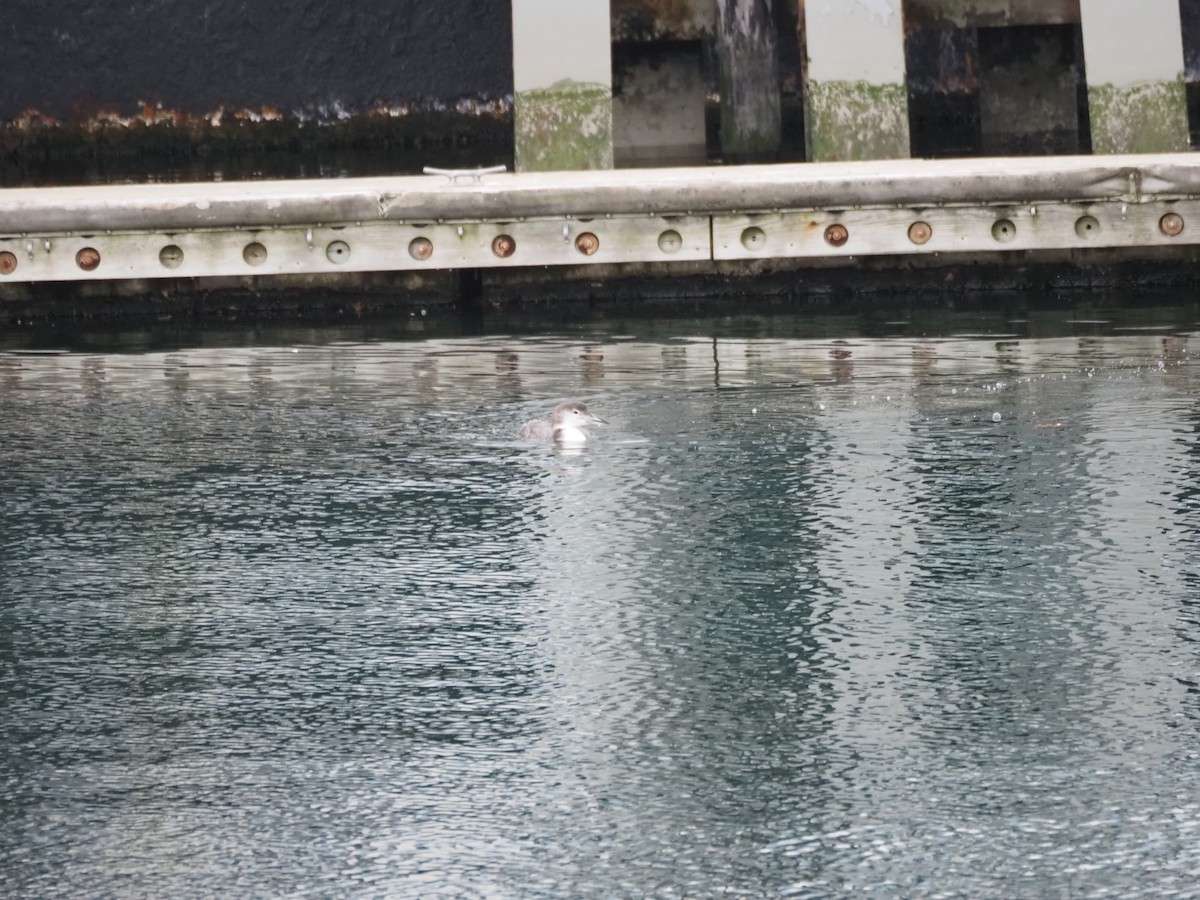 Aliota handia - ML646227369