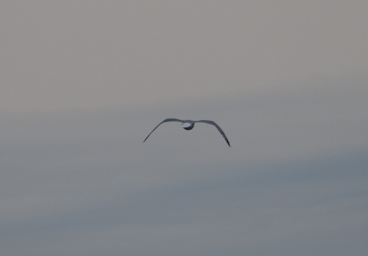 Kaio iluna - ML646227377