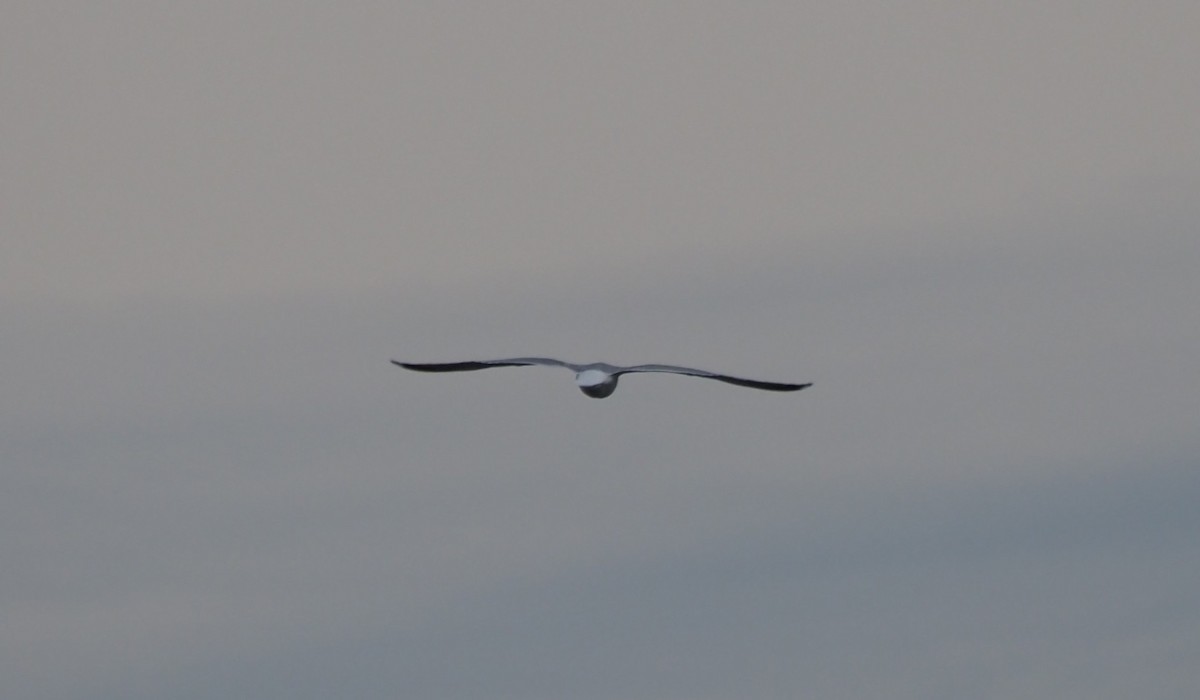 Kaio iluna - ML646227378