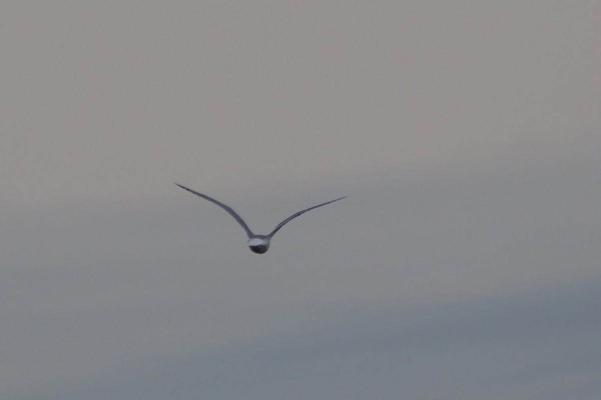 Kaio iluna - ML646227379