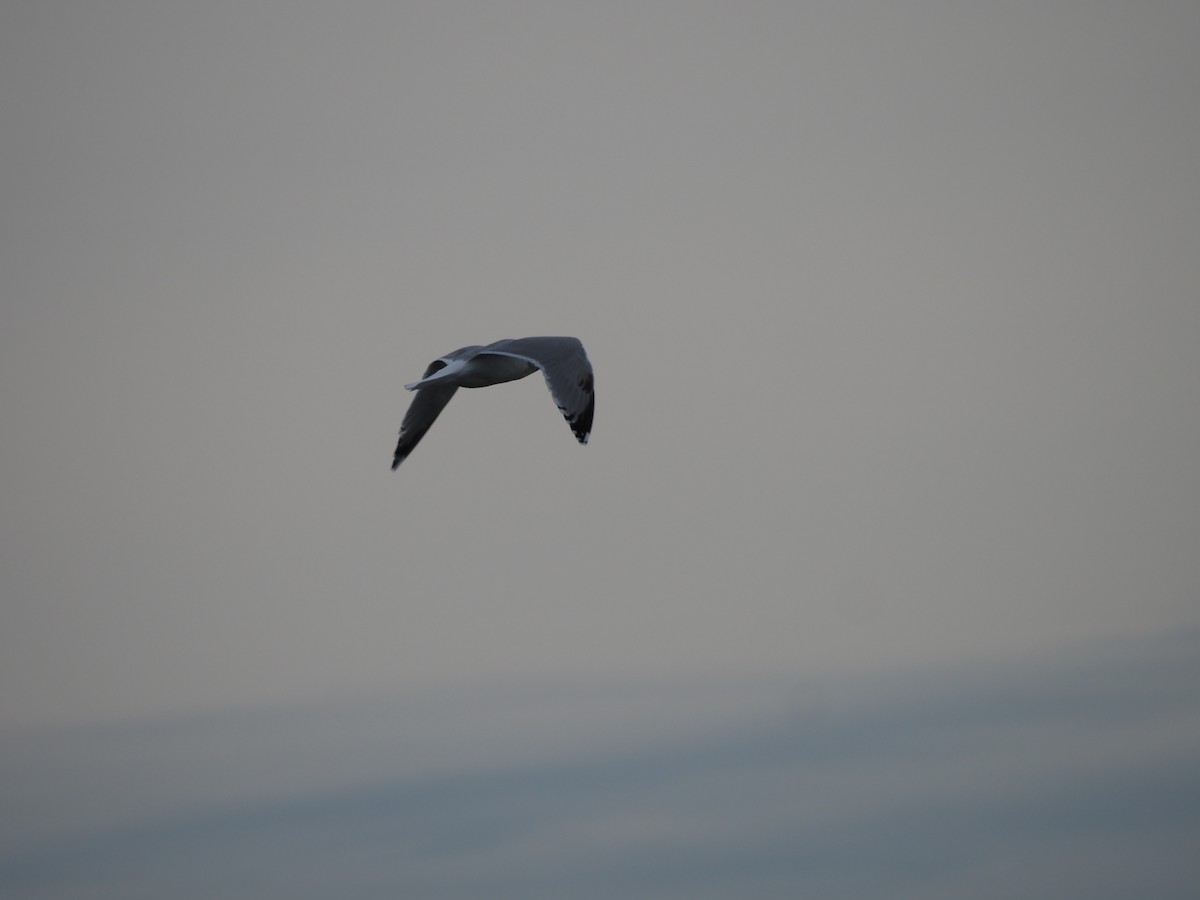 Kaio iluna - ML646227381