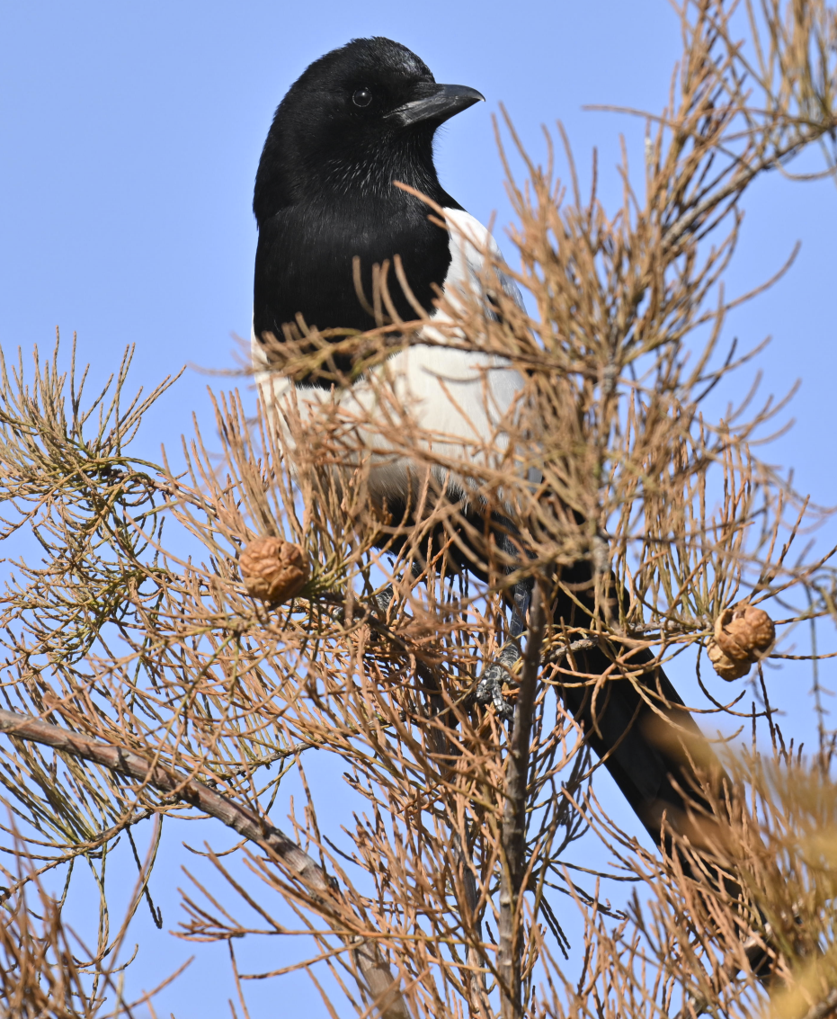 Oriental Magpie - ML646227389