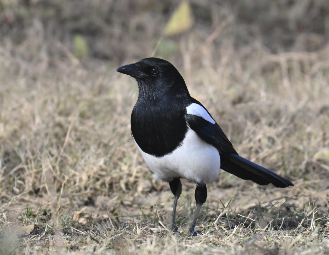 Oriental Magpie - ML646227390
