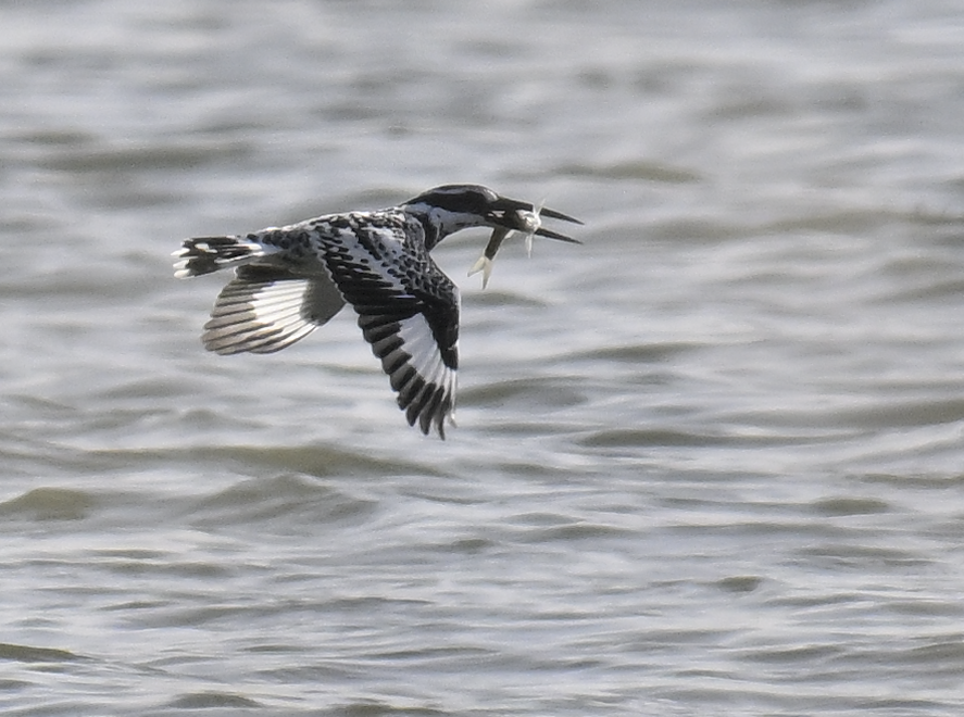 Pied Kingfisher - ML646227391