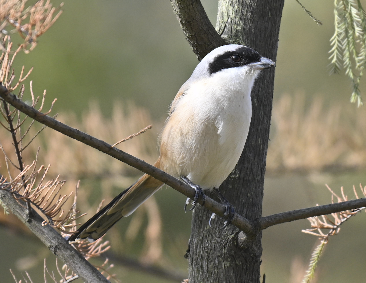 Long-tailed Shrike - ML646227392