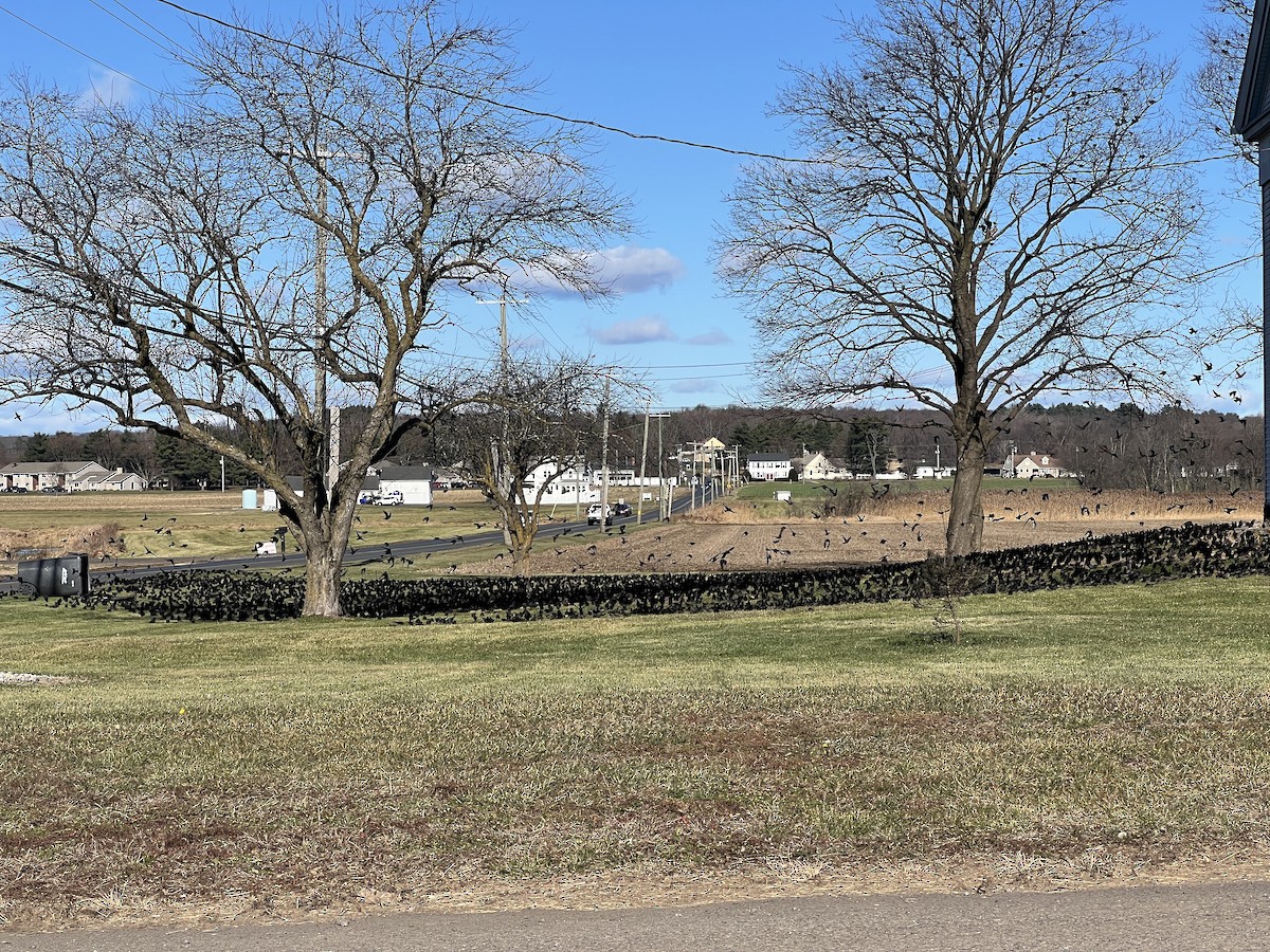 Vacher à tête brune - ML646227394