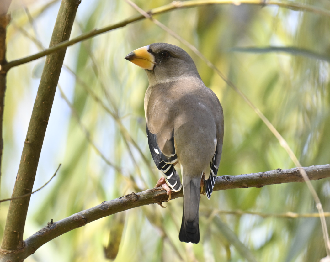 Gros-bec migrateur - ML646227397
