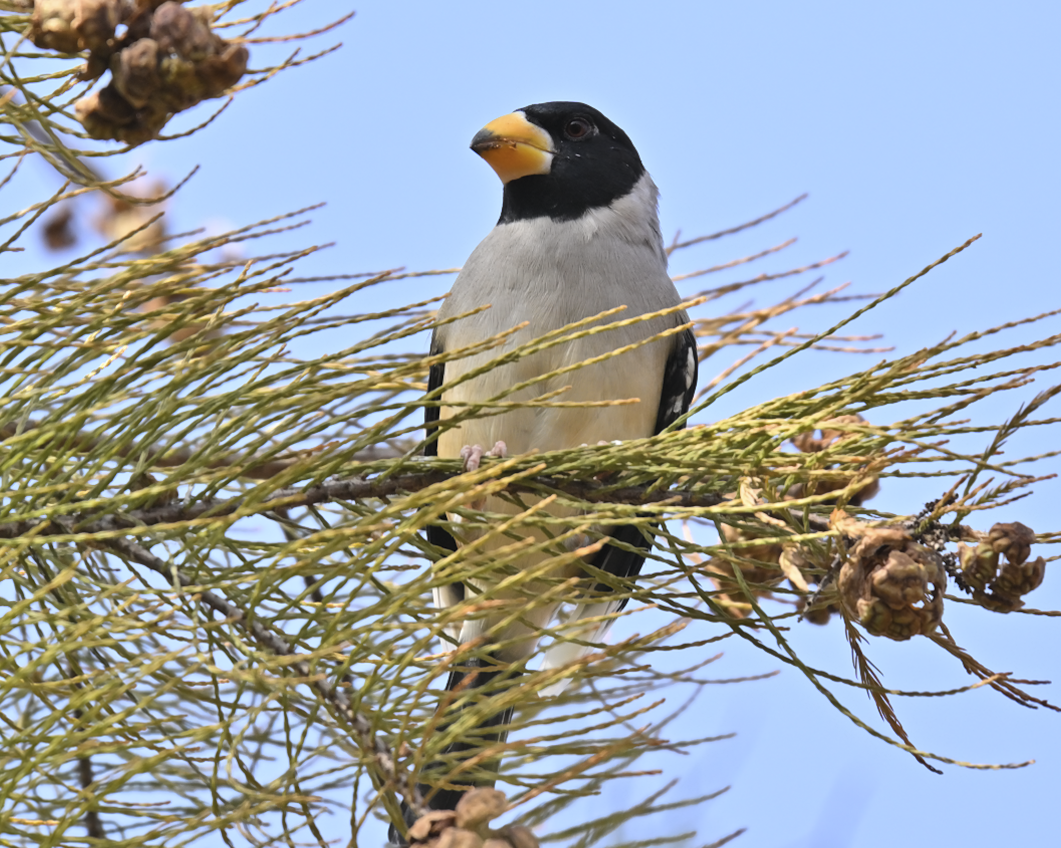 Yellow-billed Grosbeak - ML646227398