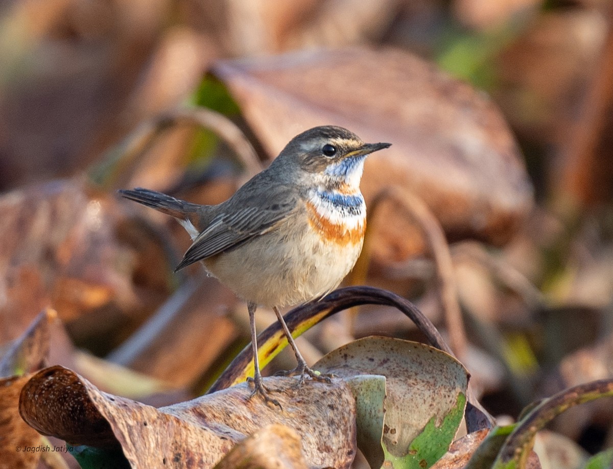 Gorgebleue à miroir - ML646227399