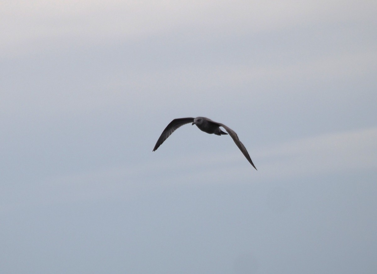 Goéland marin - ML646227400