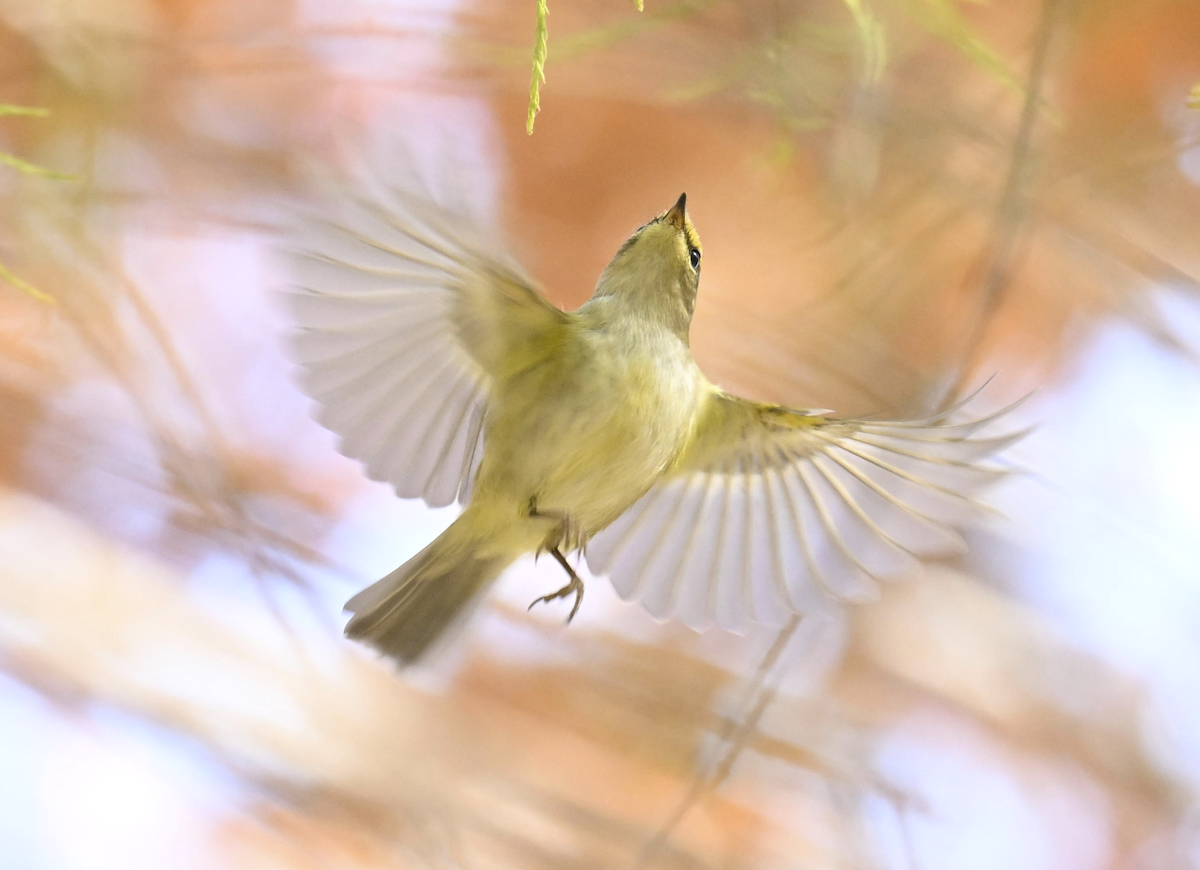 Pouillot de Pallas - ML646227402