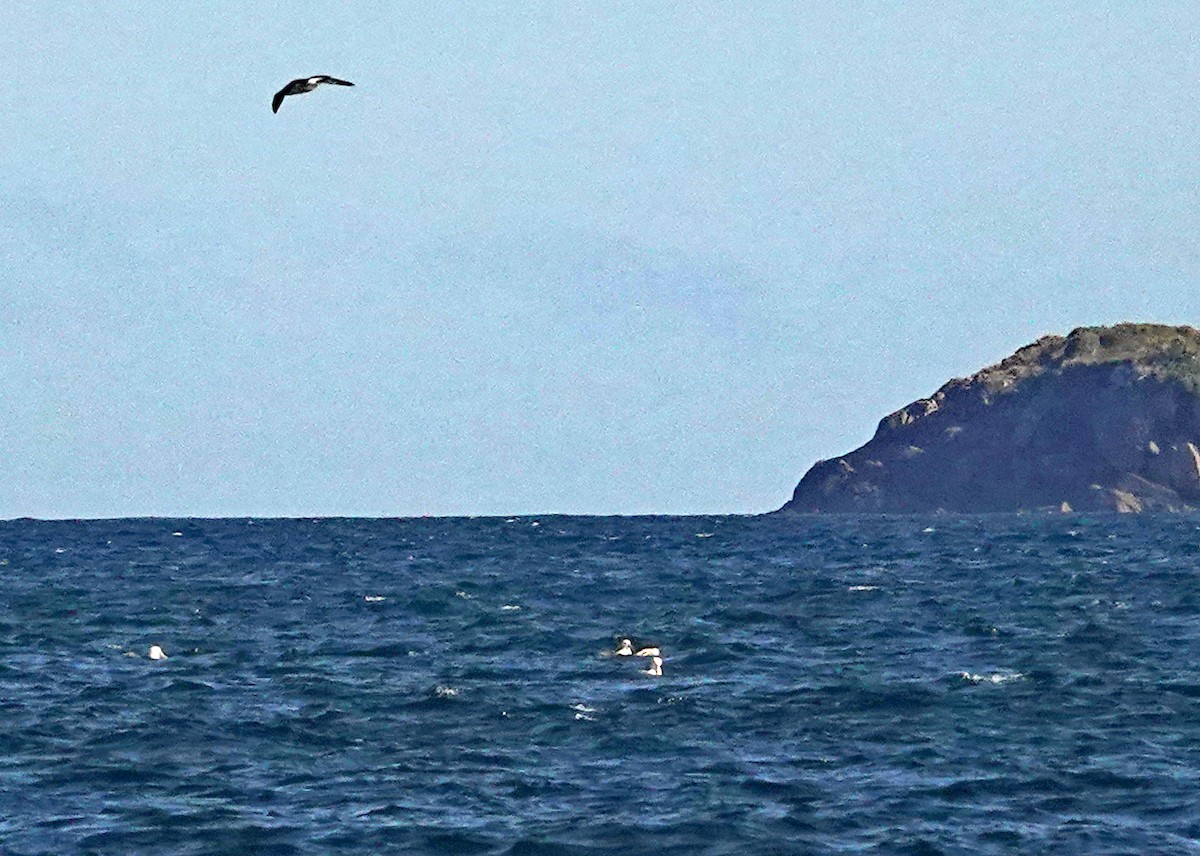 Albatros à cape blanche - ML646227403