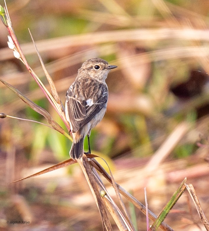 Tarier de Sibérie - ML646227404