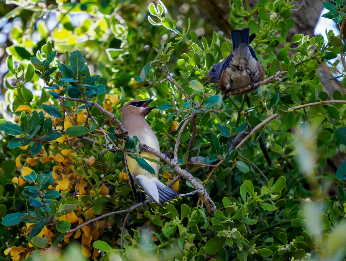 Merlebleu de l'Ouest - ML646227405