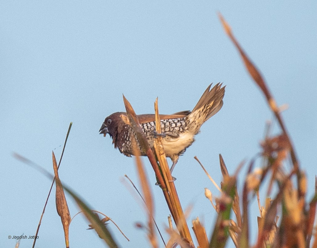 Capucin damier - ML646227406