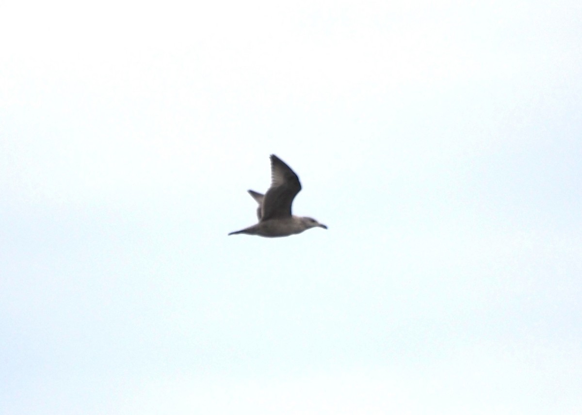 Goéland hudsonien - ML646227408