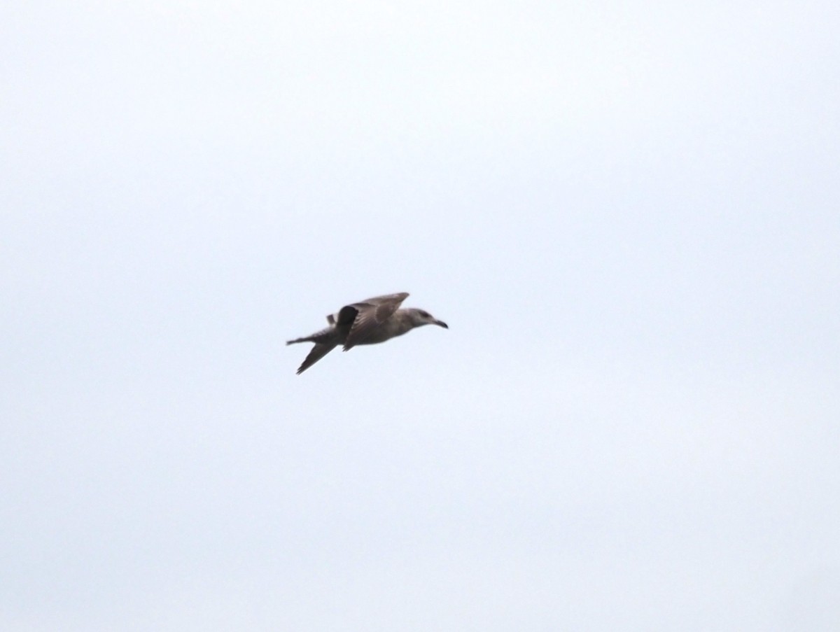 Goéland hudsonien - ML646227409