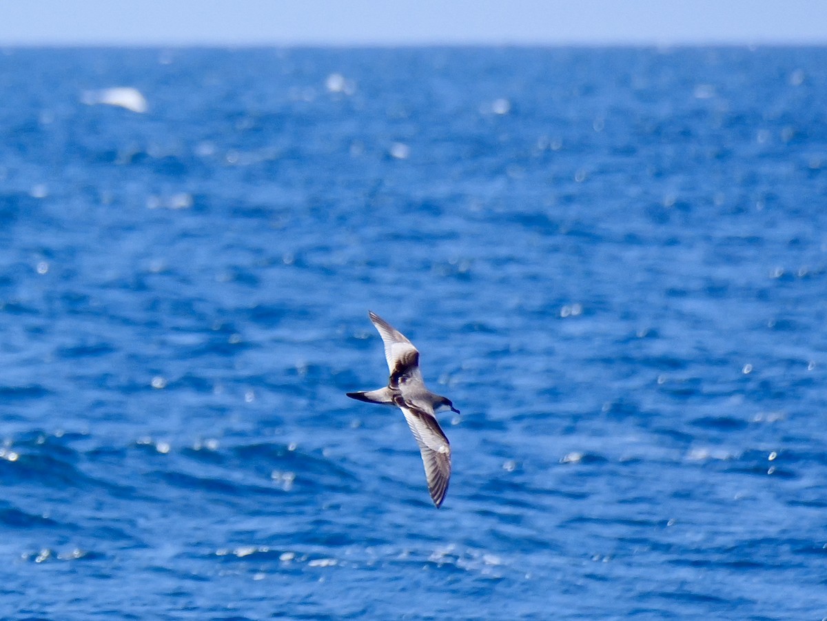 Puffin de Buller - ML646227410