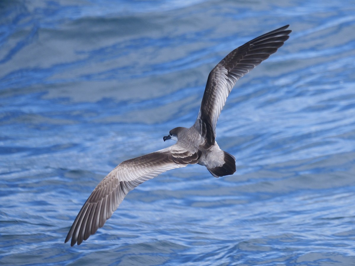 Puffin de Buller - ML646227411