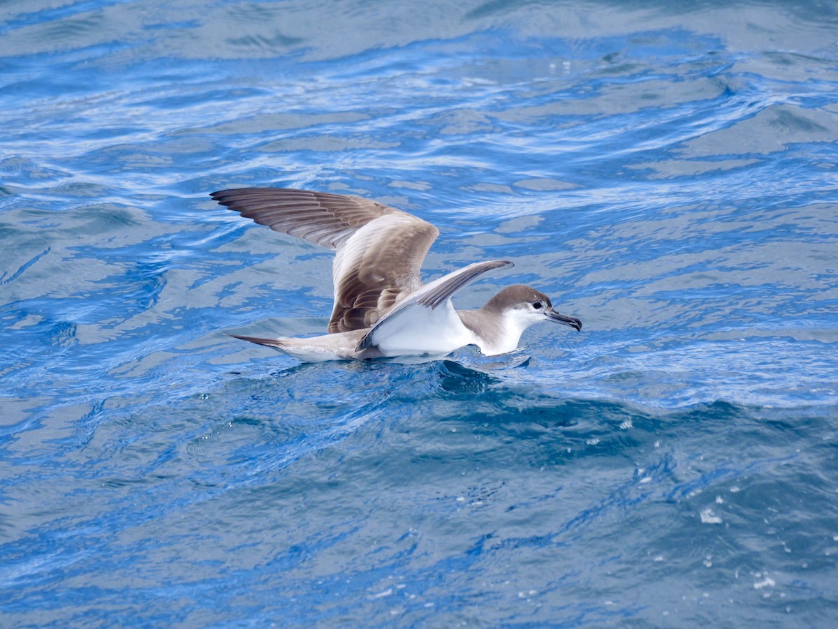 Puffin de Buller - ML646227412