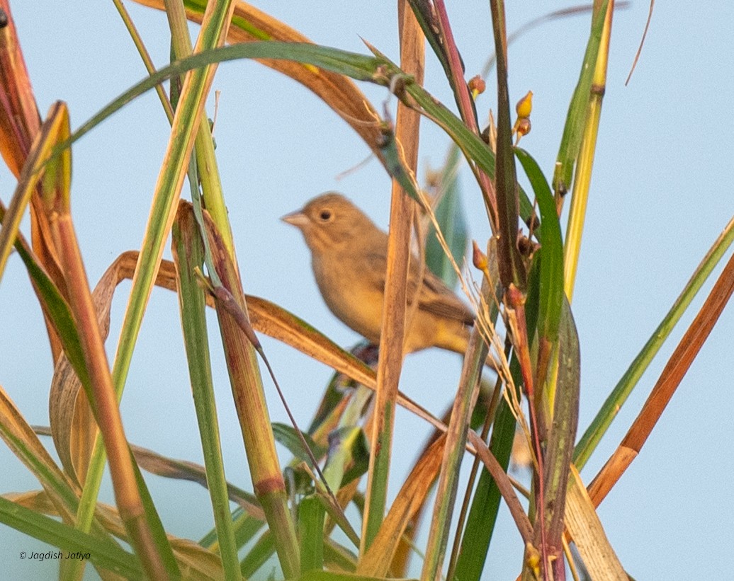 Bruant à tête rousse - ML646227414