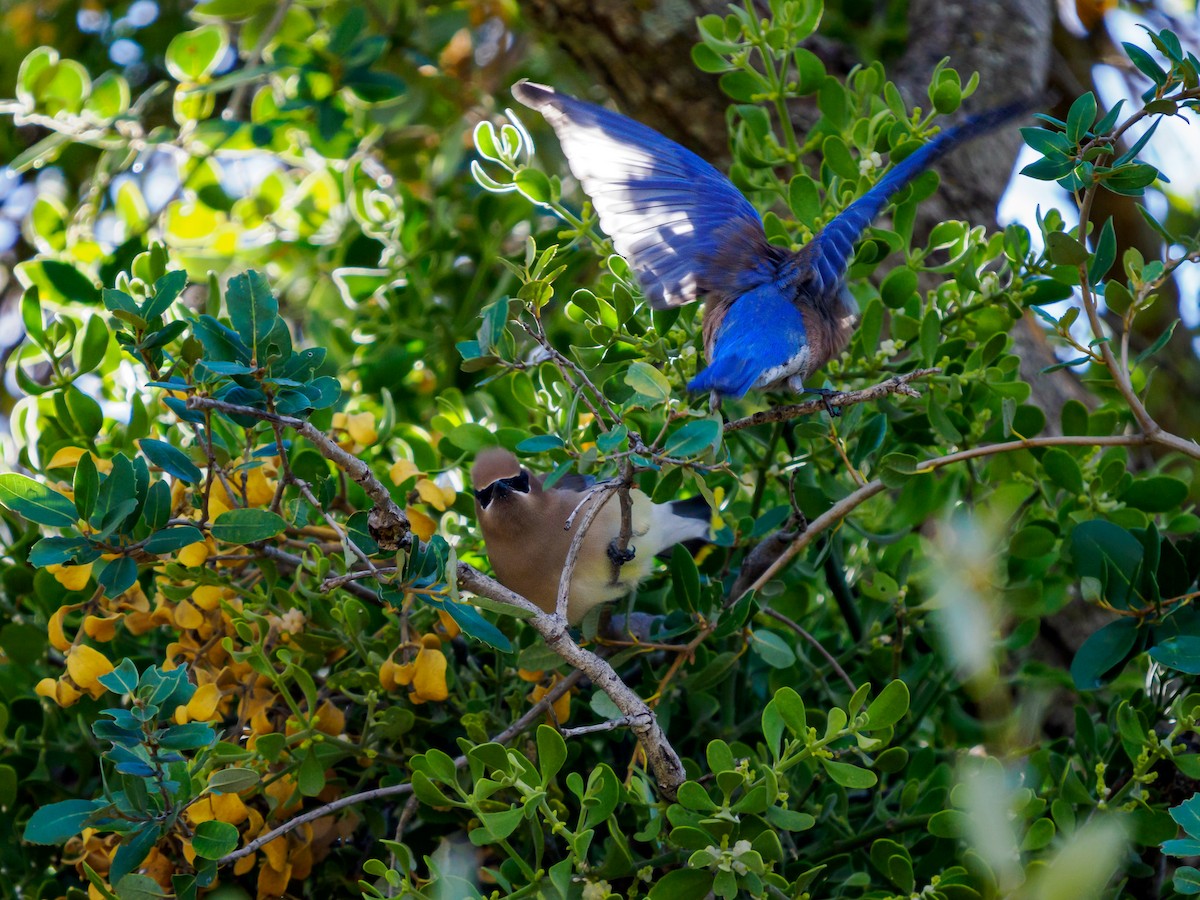 Jaseur d'Amérique - ML646227415