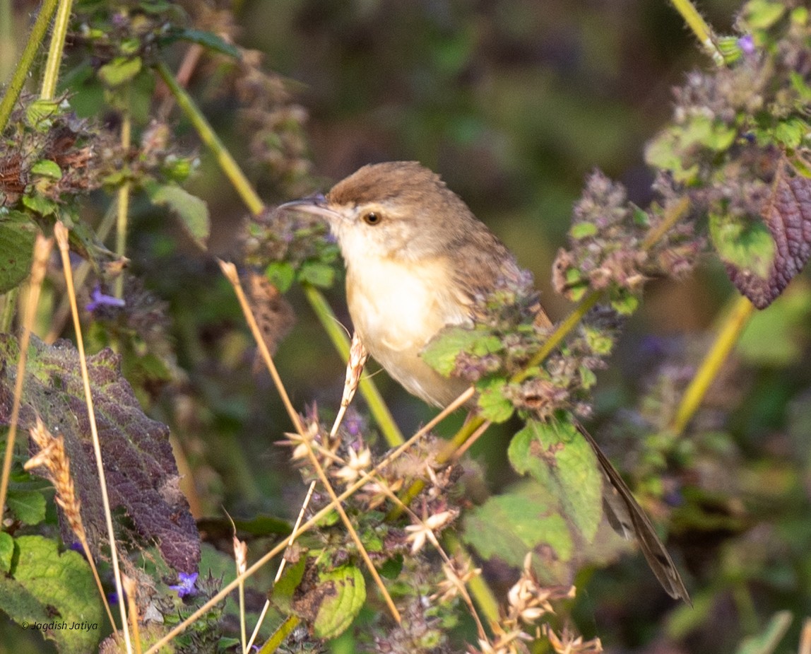Prinia simple - ML646227416