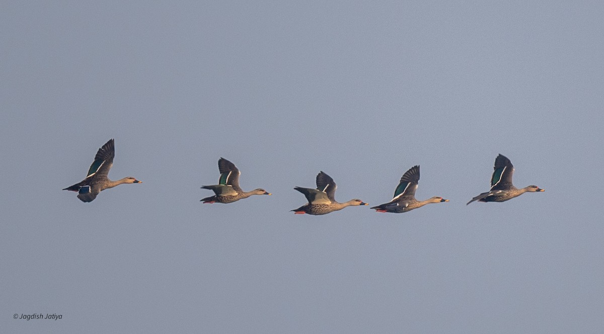 Canard à bec tacheté - ML646227419