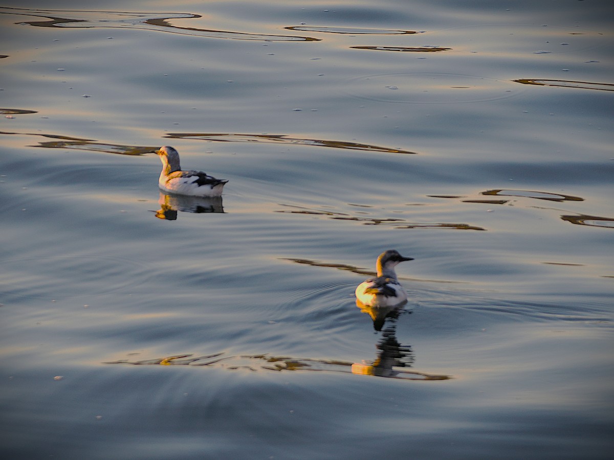 Guillemot colombin - ML646227422