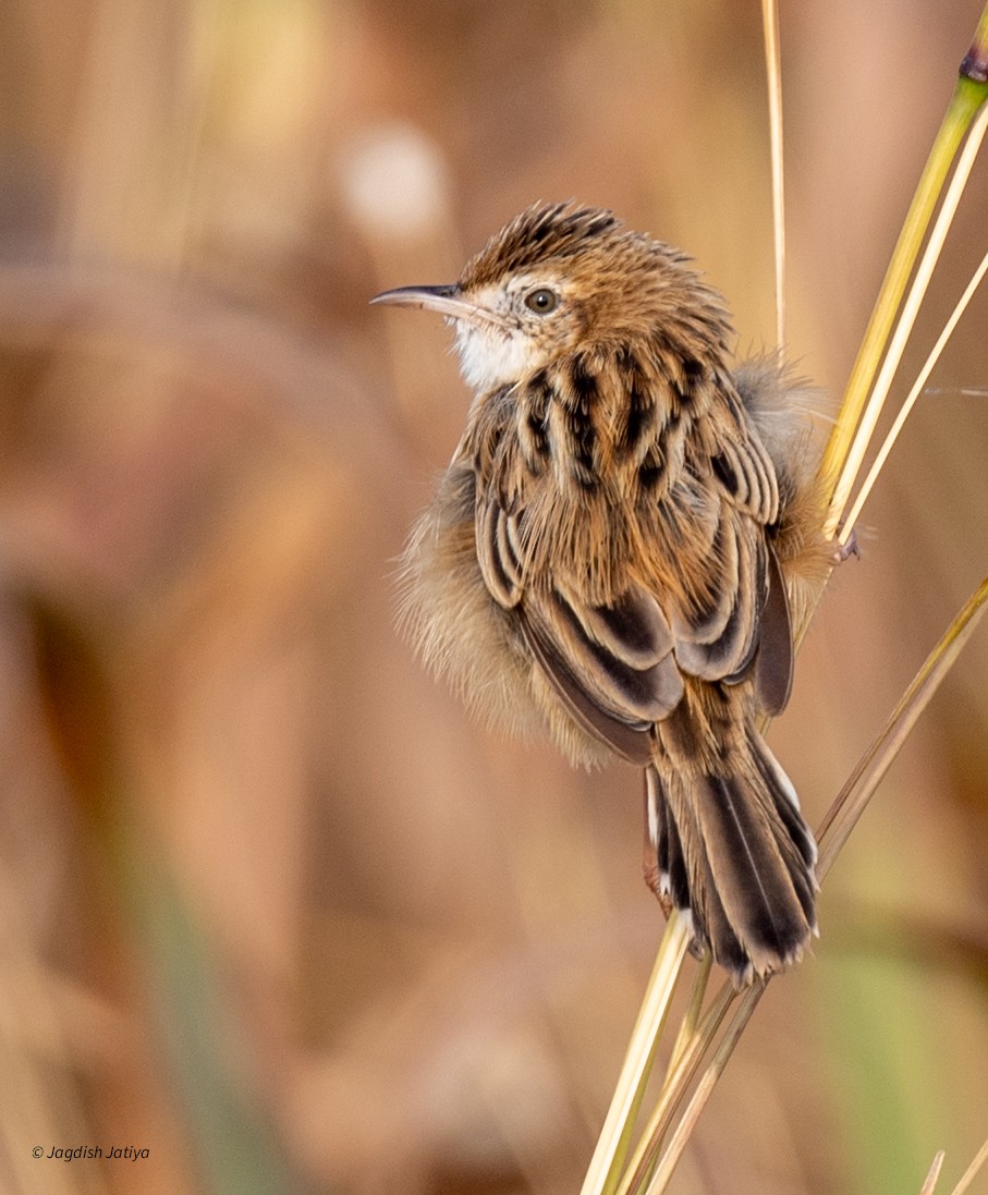 Cisticole des joncs - ML646227423