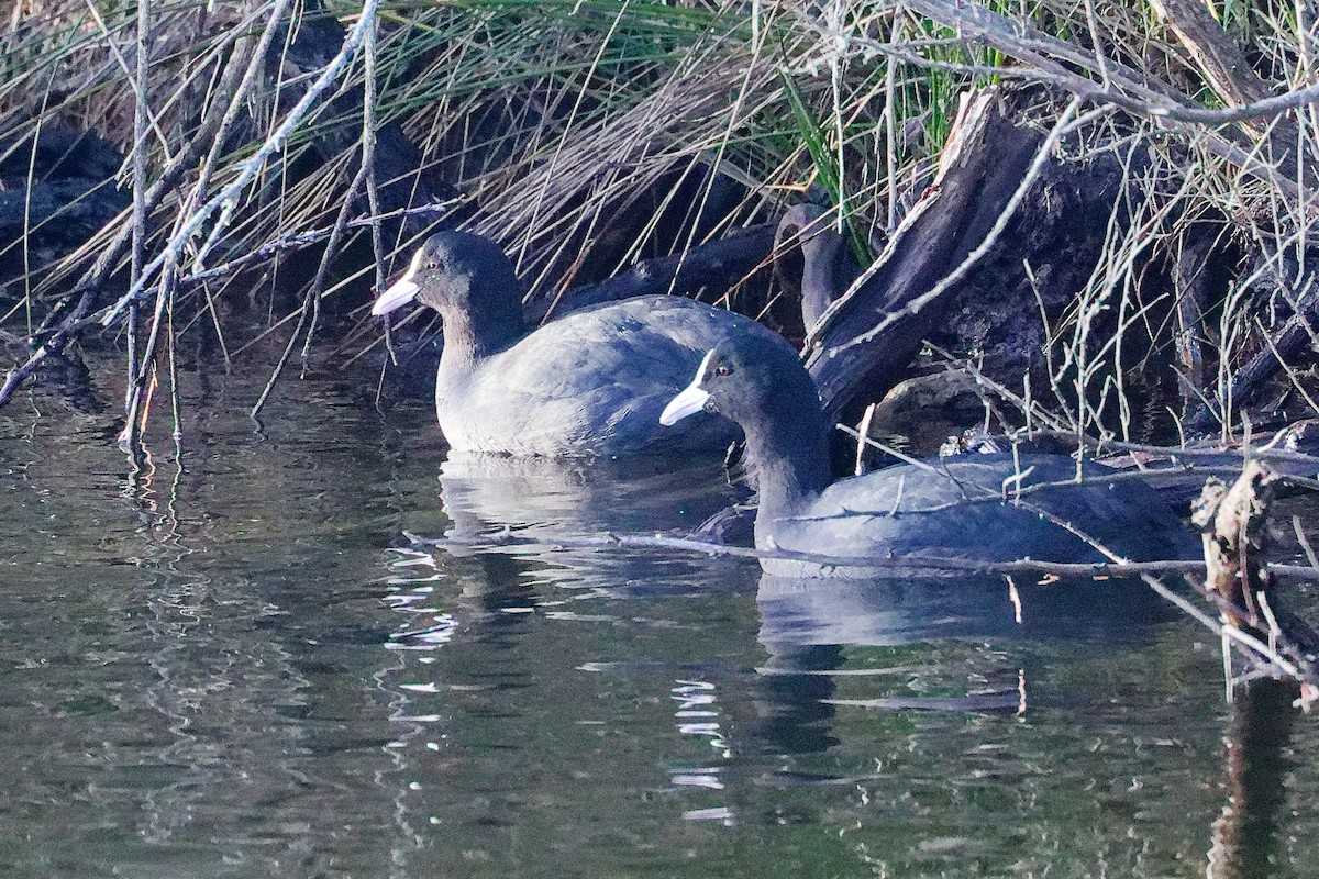 Foulque macroule - ML646227424