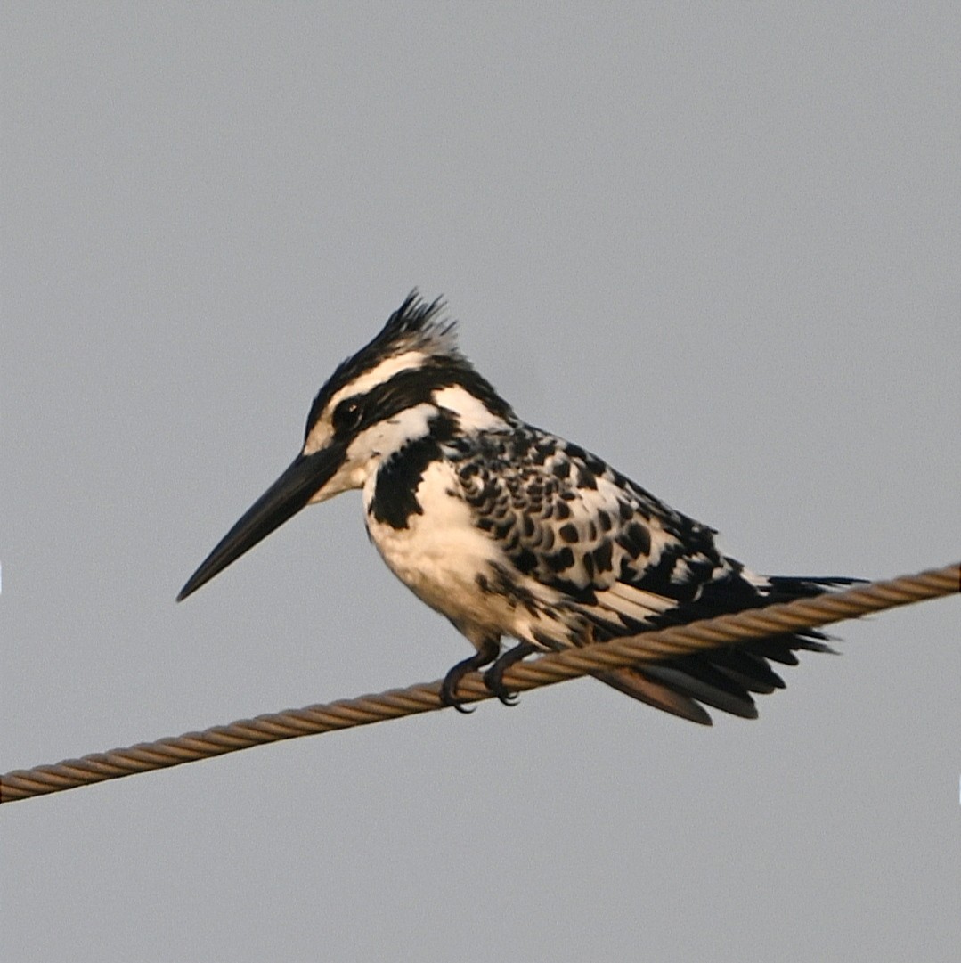 Martin-pêcheur pie - ML646227425