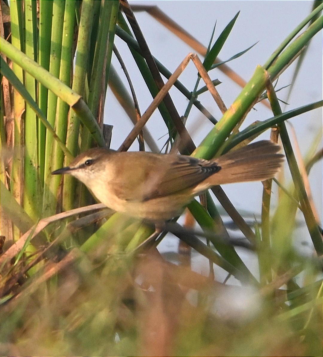 Rousserolle isabelle - ML646227426